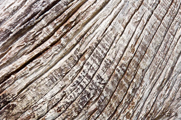 干的树的木头 — 图库照片