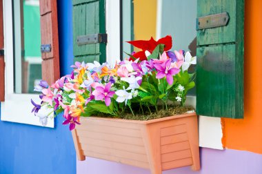 renkli çiçek penceresinde