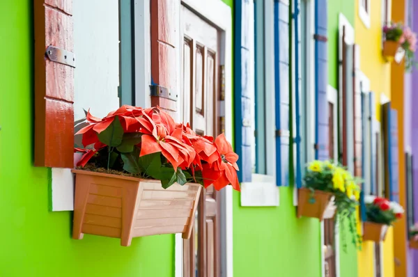 Red Christmas flower on window — Stock Photo, Image