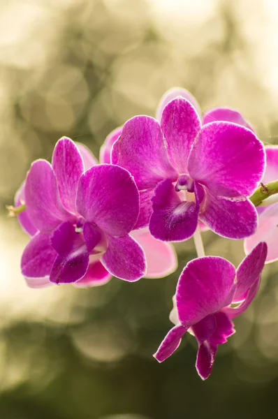 Orchidée violette — Photo