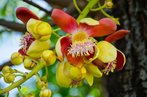 Cannonball tree flower — Stock Photo, Image