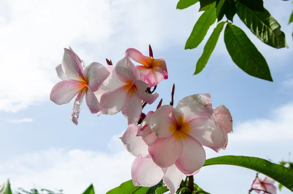 Pink plumeria — Stock Photo, Image