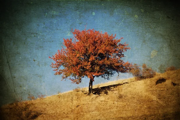 Одинокое красивое осеннее дерево - винтажное фото — стоковое фото