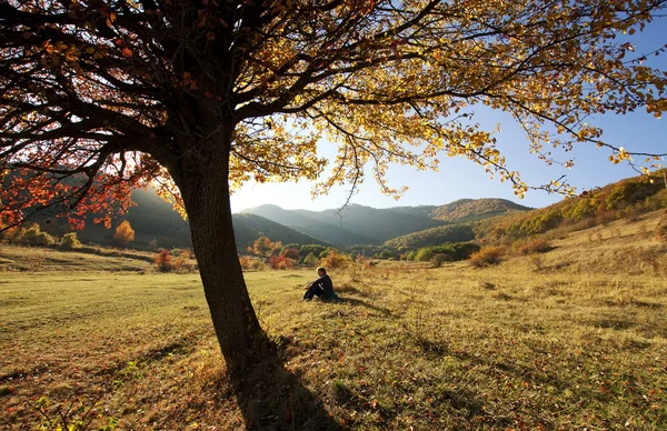 Одинокое красивое осеннее дерево и человек — стоковое фото