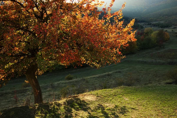 寂寞美丽秋天一棵树 — 图库照片