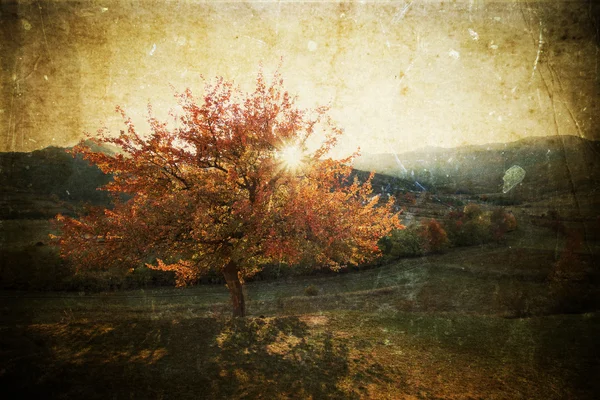 Solitaire bel arbre d'automne - photo vintage — Photo