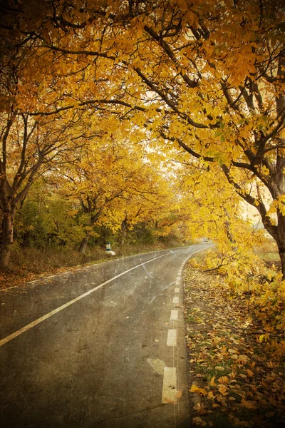 Foto vintage de la carretera curva en el bosque de otoño — Foto de Stock