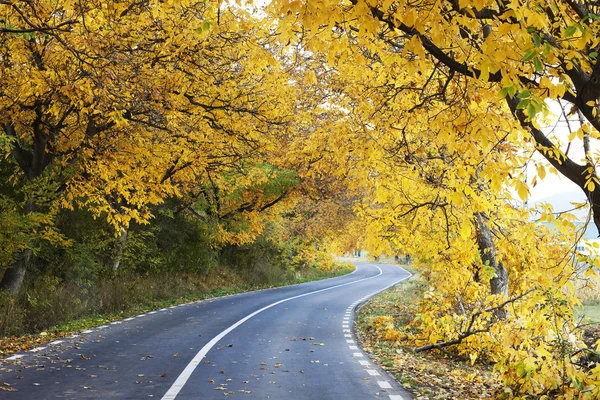 Route sinueuse en forêt d'automne — Photo