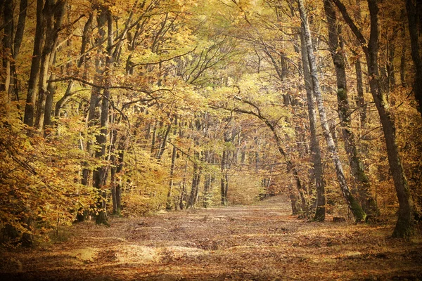 Oldtimer-Foto von geschwungener Straße im herbstlichen Wald — Stockfoto