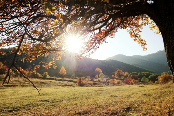 Solitario bellissimo albero autunnale — Foto Stock