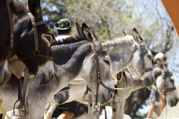 Donkey in lindos, Griekenland — Stockfoto