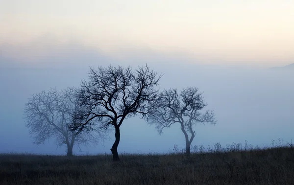 Sisli sonbahar günbatımı ağaçlar — Stok fotoğraf