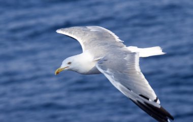 Derin mavi dalgaların üzerinde uçan güzel beyaz martı