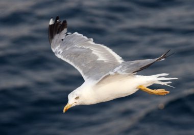 Derin mavi dalgaların üzerinde uçan güzel beyaz martı