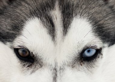husky mavi gözleri üzerinde kapat