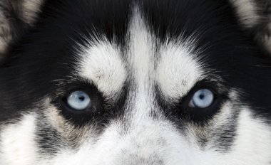 husky mavi gözleri üzerinde kapat
