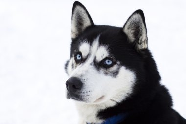 Husky portre