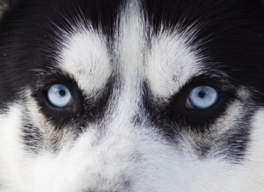 bir köpek mavi gözleri üzerinde kapat