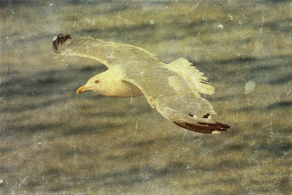 Vintage photo of flying seagull — Stock Photo, Image