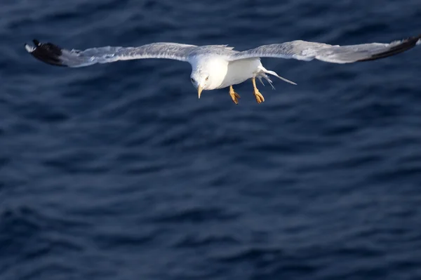 Beautiful white seagull flying over deep blue waves — Stock Photo, Image