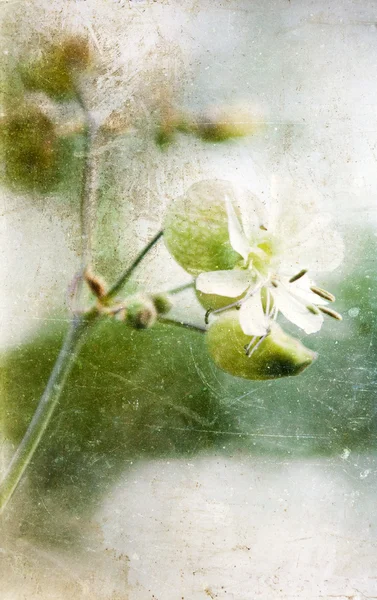 Fundo vintage de flor de primavera — Fotografia de Stock