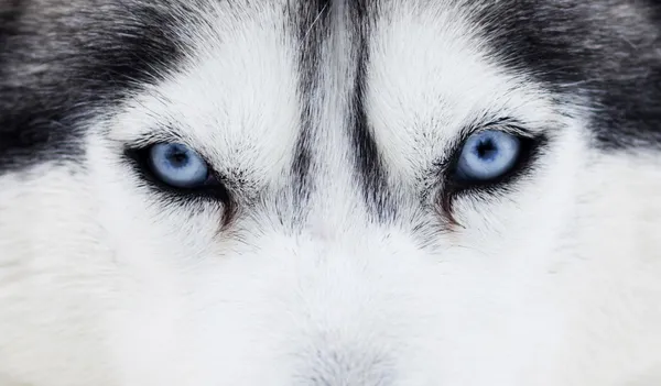 Cerca de los ojos azules de husky — Foto de Stock