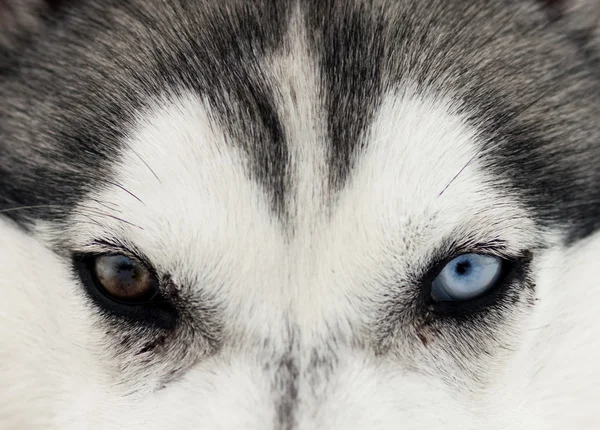 Nahaufnahme der blauen Augen des Huskys — Stockfoto