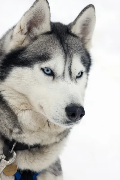 Retrato Husky —  Fotos de Stock