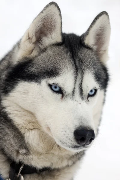 Husky porträtt — Stockfoto