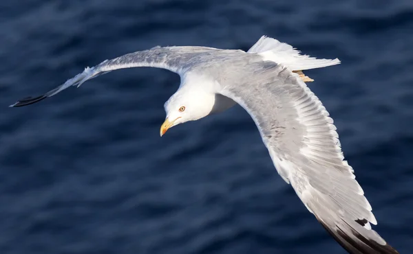 美丽的白色海鸥在深蓝色的波浪中飞翔 — 图库照片