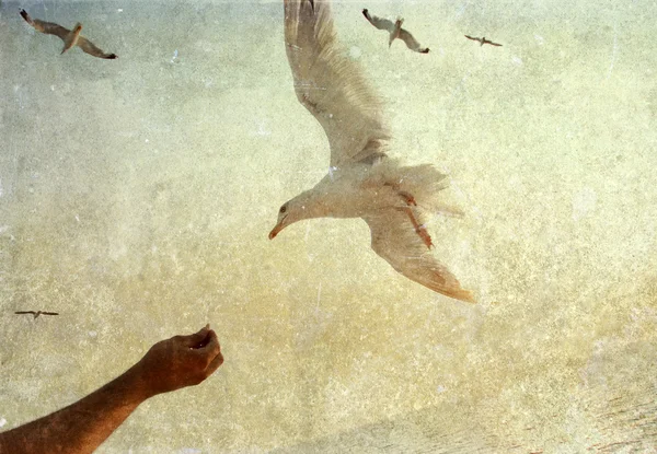 Foto vintage de gaviotas voladoras — Foto de Stock