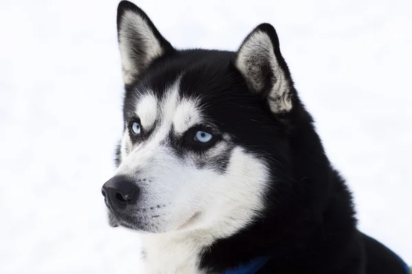 Husky portrait — Stock Photo, Image
