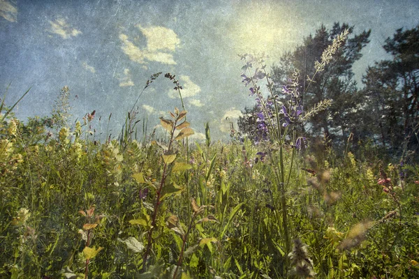 Vintage photo of field with spring flowers — Stock Photo, Image