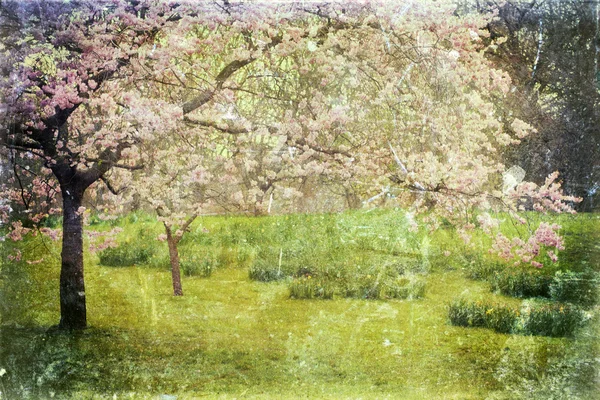 Cherry tree on grunge paper texture — Stock Photo, Image