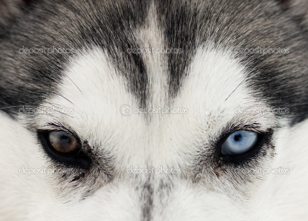 Close Up On Blue Eyes Of Husky Stock Photo C Melis82 26243417