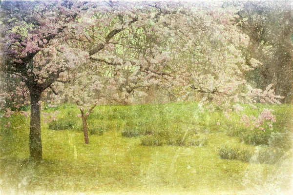 Kersenboom op grunge papier textuur — Stockfoto