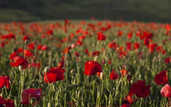 Campo de amapola — Foto de Stock