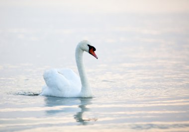 su üzerinde yüzen Kuğu