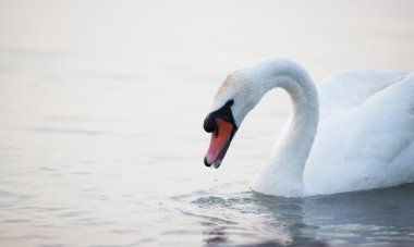 su üzerinde yüzen Kuğu