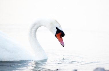 su üzerinde yüzen Kuğu