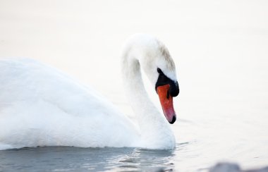 su üzerinde yüzen Kuğu