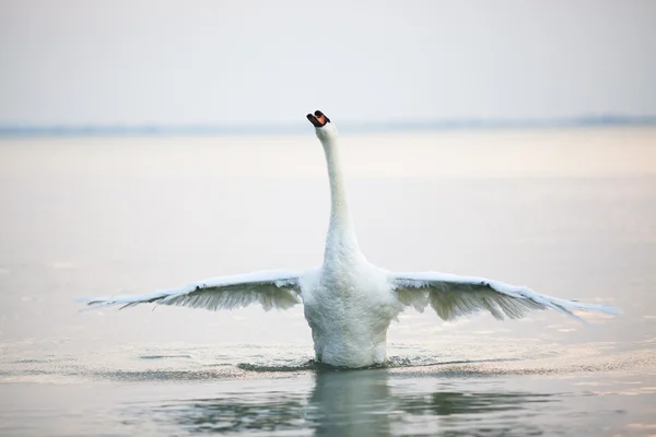 Cigno galleggiante sull'acqua — Foto Stock