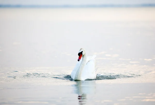 Cigno galleggiante sull'acqua — Foto Stock