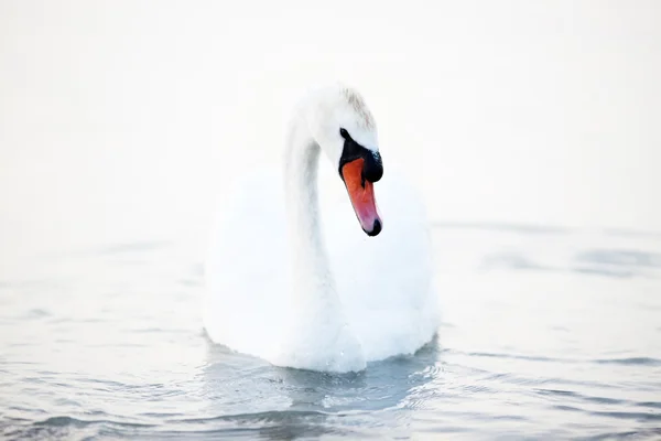 Swan som flyter på vattnet — Stockfoto