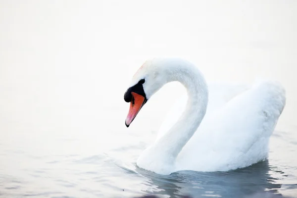 Swan som flyter på vattnet — Stockfoto
