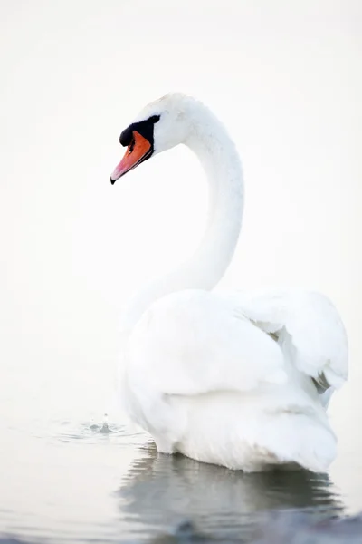 Swan som flyter på vattnet — Stockfoto