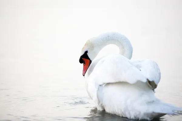 Swan som flyter på vattnet — Stockfoto