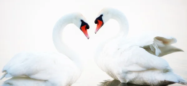 Coração de cisnes — Fotografia de Stock