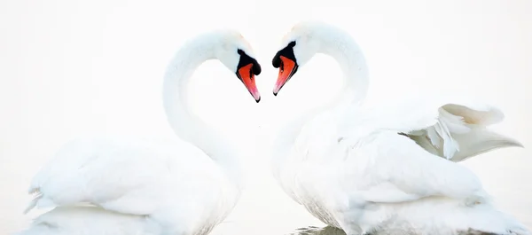 Coração de cisnes — Fotografia de Stock