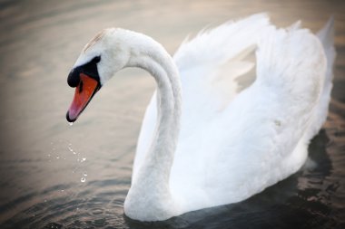 su üzerinde yüzen Kuğu